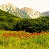 アルプスと高山植物