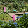 涸沼自然公園の紫陽花たち・・