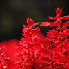 DAILY FLOWERS