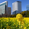 早春　東京汐留浜離宮　2024年2月