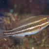 【アオブダイ】（25/8/22）－「ぐらんぶる」の舞台・川奈の海の魚たち 