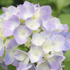 紫陽花に恋して。