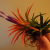 T.ionantha 'Special' 開花