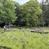 【茨城・下妻】砂沼広域公園の菖蒲園が見ごろ！2026年の開花状況は？
