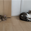 仲良しきなこもちあんころもち特集70