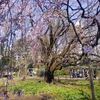 まんぼぅくん、都内の桜も