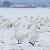 雪の中のコハクチョウ
