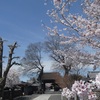 曼陀羅寺　ソメイヨシノ満開　上宮寺　シダレザクラ見納め　　桜めぐり 2022