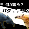 アリクイと何が違うの？知ってほしいバクの雑学【ザックリ解説】