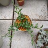 🌵多肉植物　続🔹手作りラック　伸び伸びなアーモンドネックレス🌵