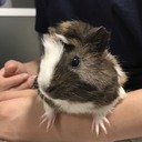 ころもより愛をこめて