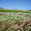 紅白ソバの花　高森町の散策路で見頃 