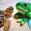 リアルカエル