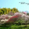 檜原神社　井寺池近くの梅