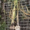 2025年野菜 ニンニクの試し収穫
