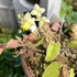 春のお花