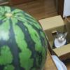 安さに釣られて、巨大スイカ