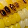 栽培#13 🌽初心者でもできたトウモロコシ