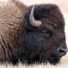 【牛肉＋野性味が魅力の肉】アメリカ・カナダに行ったらバイソンをたくさん食べてみよう