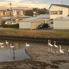 まだ子供の白鳥がいました