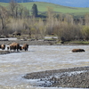 Bison Crossing a River, Lamar Valley