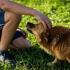 犬は素晴らしい！〜働く犬について考える〜