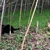野良猫20250122