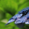 Rainy Blue （梅雨入りしたので 紫陽花寺へ）