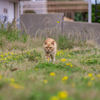 玄界灘離島のねこさん