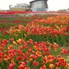 いくとぴあ食花