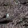 2019年3月23日などの鳥撮り-埼玉の都市公園など