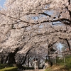 開成山公園のソメイヨシノの古木・②