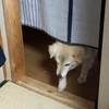 モコ：大人の女