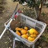 Winter citrus　柑橘の冬