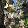 白き桜、奇跡の純白。　～2021年 桜花賞　回顧