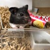 くろごまあん658日目