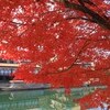 秋の宇治逍遥