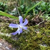 野の花と化した　薄紫の花