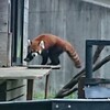 お子の4歳の誕生祝いに千葉市動物公園に行ってきました