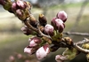 安曇野　桜の開花は10日！？