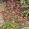 紅葉と黄葉　2024.12後半～アジサイ・カクレミノ・ユーフォルビアウルフェニーなど～