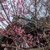 石浦神社の梅。
