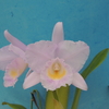 Cattleya trianae f.concolor `Zullo'   