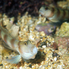 No.023 ダテハゼ (Amblyeleotris japonica) その２