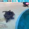 飼育員が水槽を掃除していると…ウミガメたちが甲羅掃除を求める姿に「結構知性感じる」「寄ってくる子が可愛い」と反響