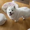 絶対ついてく！！
