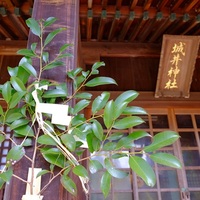 中津城　城井神社 扇城神社