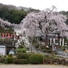 【岐阜市】林陽寺のしだれ桜2023