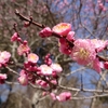 鎌倉（覚園寺→瑞泉寺→天園ハイキングコース）