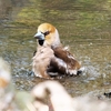 鳥見休みの番外編 ” シメの水浴び風景 ”を　